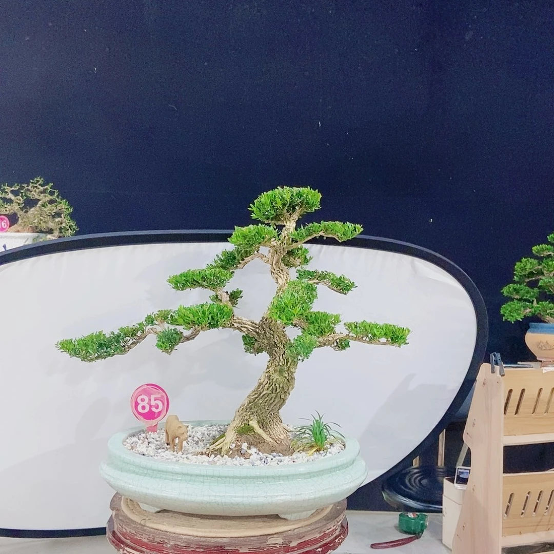 当前无花朵，栽培后可花朵