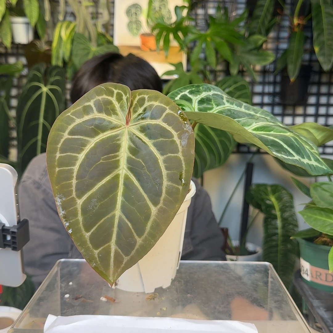 完全开放J99撕裂纹杂小钻石