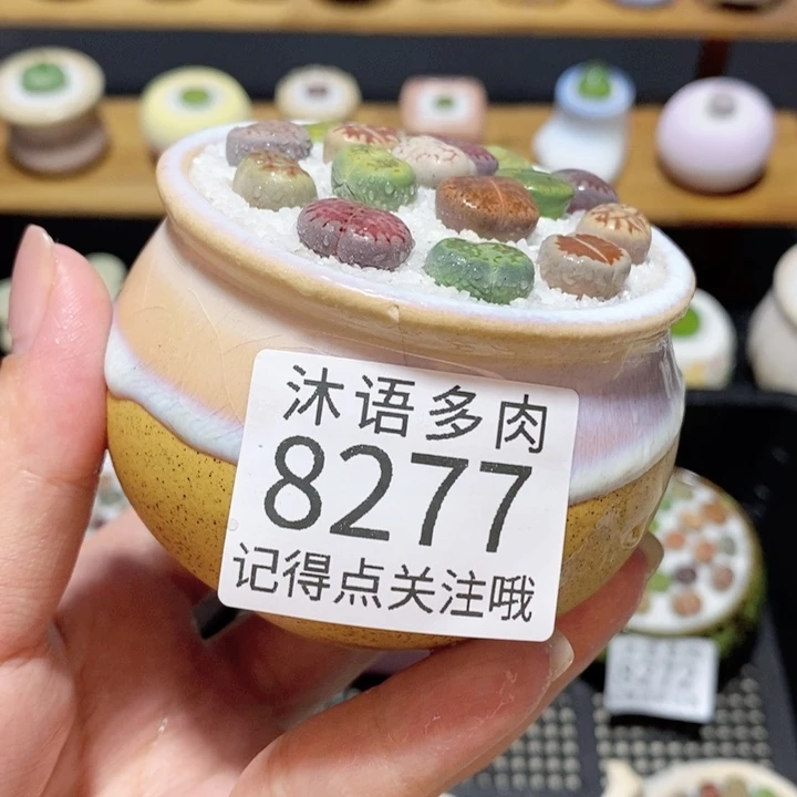 带盆土植物 精美盆栽8277 盆微瑕