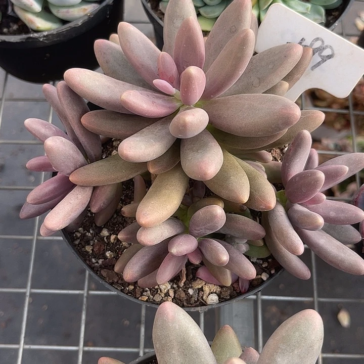 两单包邮，一物一拍99糖果美人