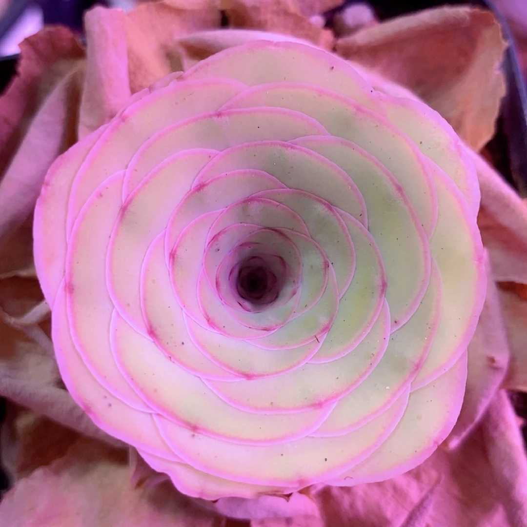 花朵脸粉影一物一拍0029