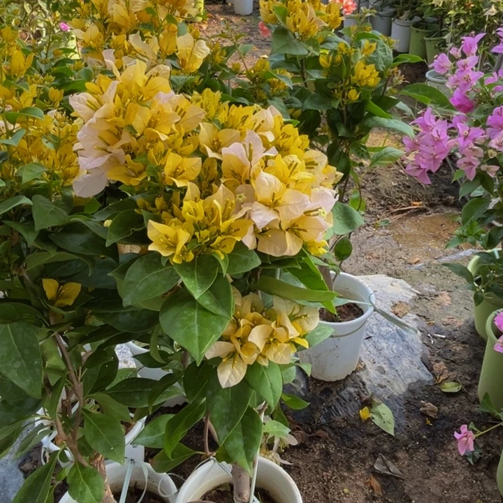 完全开放三角梅三角梅黄女郎