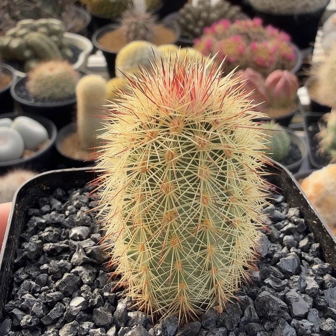 实生多色刺猬脱土发货