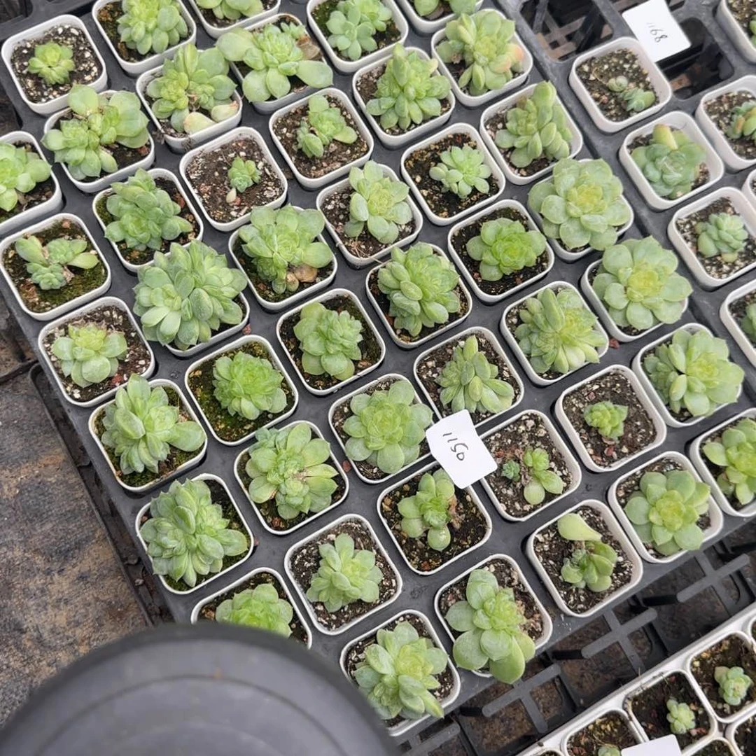 尐****1150 号1半托盘满20包邮