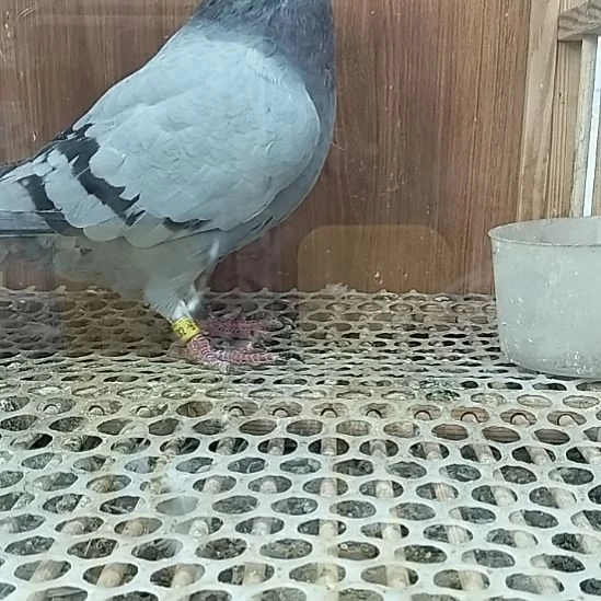 信鸽赛鸽成绩鸽种鸽