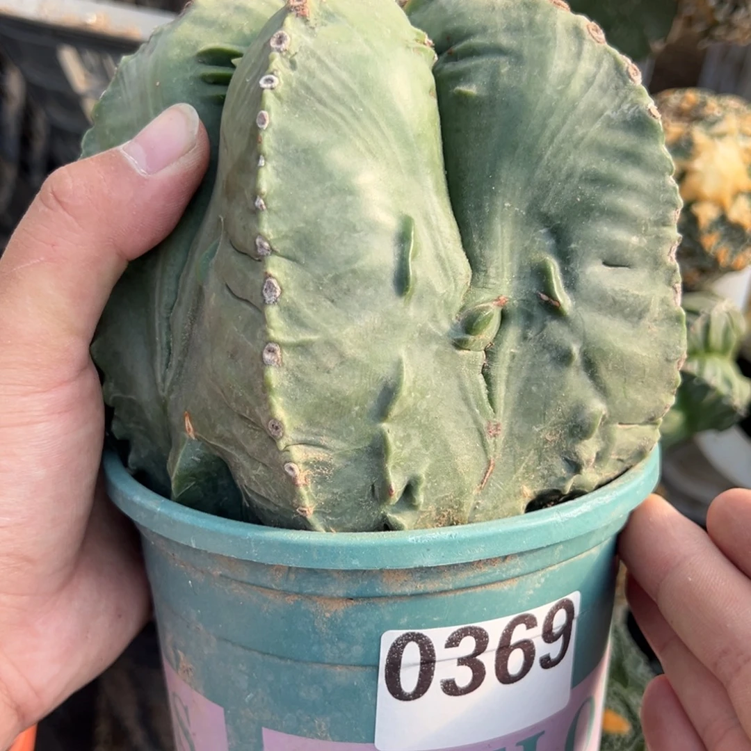 用***卍鸾凤玉仙人球369号带盆