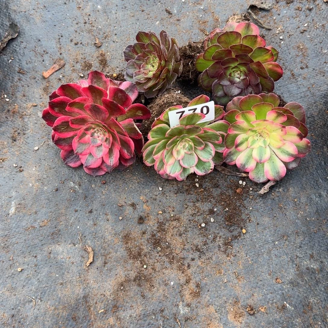 心***梦5个小苗多肉植物770