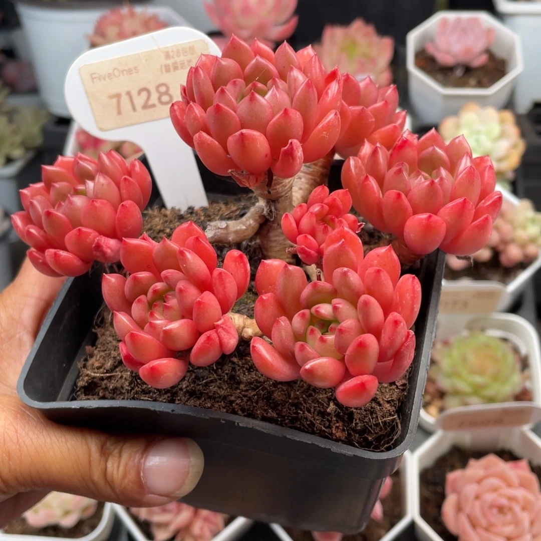 鸡血红宝石7128-13.厘米