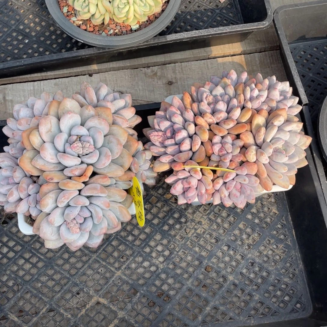 费*营奶酪体香水两个一组145