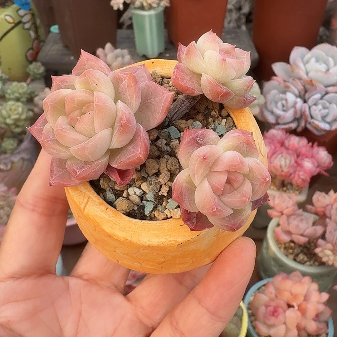 优选溏心 多肉含盆土 一物一拍