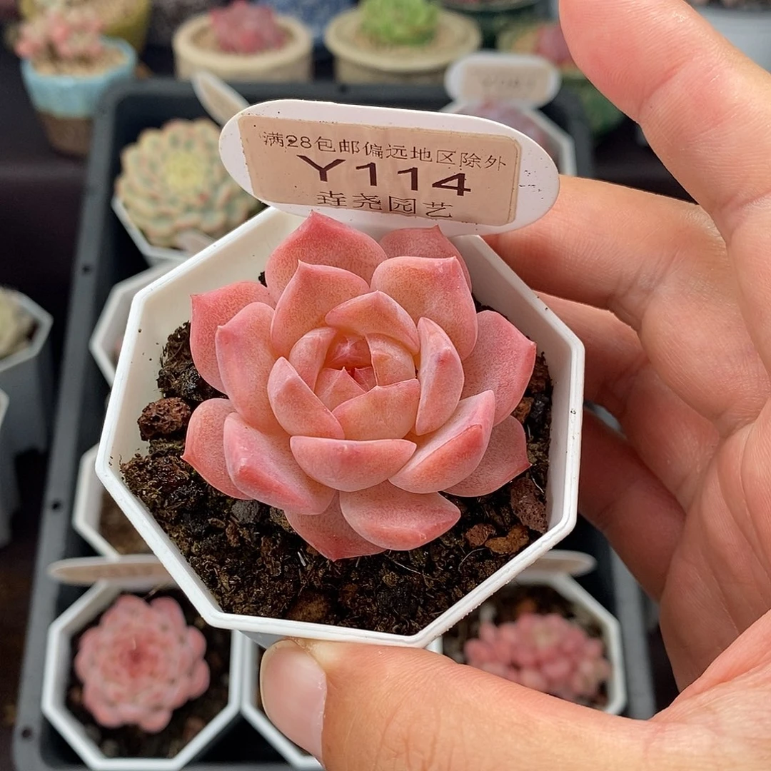 0114 粉 魄单头  4.5cm