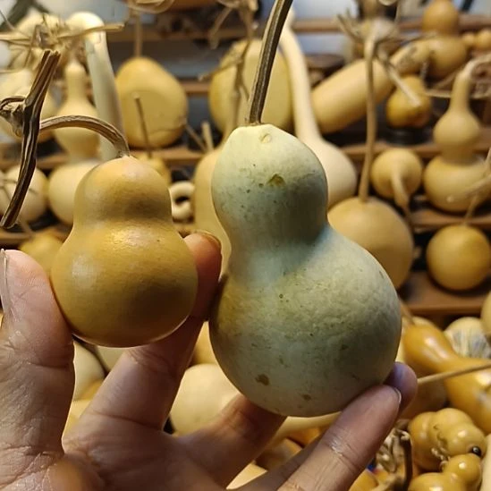 直播间专供链接葫芦