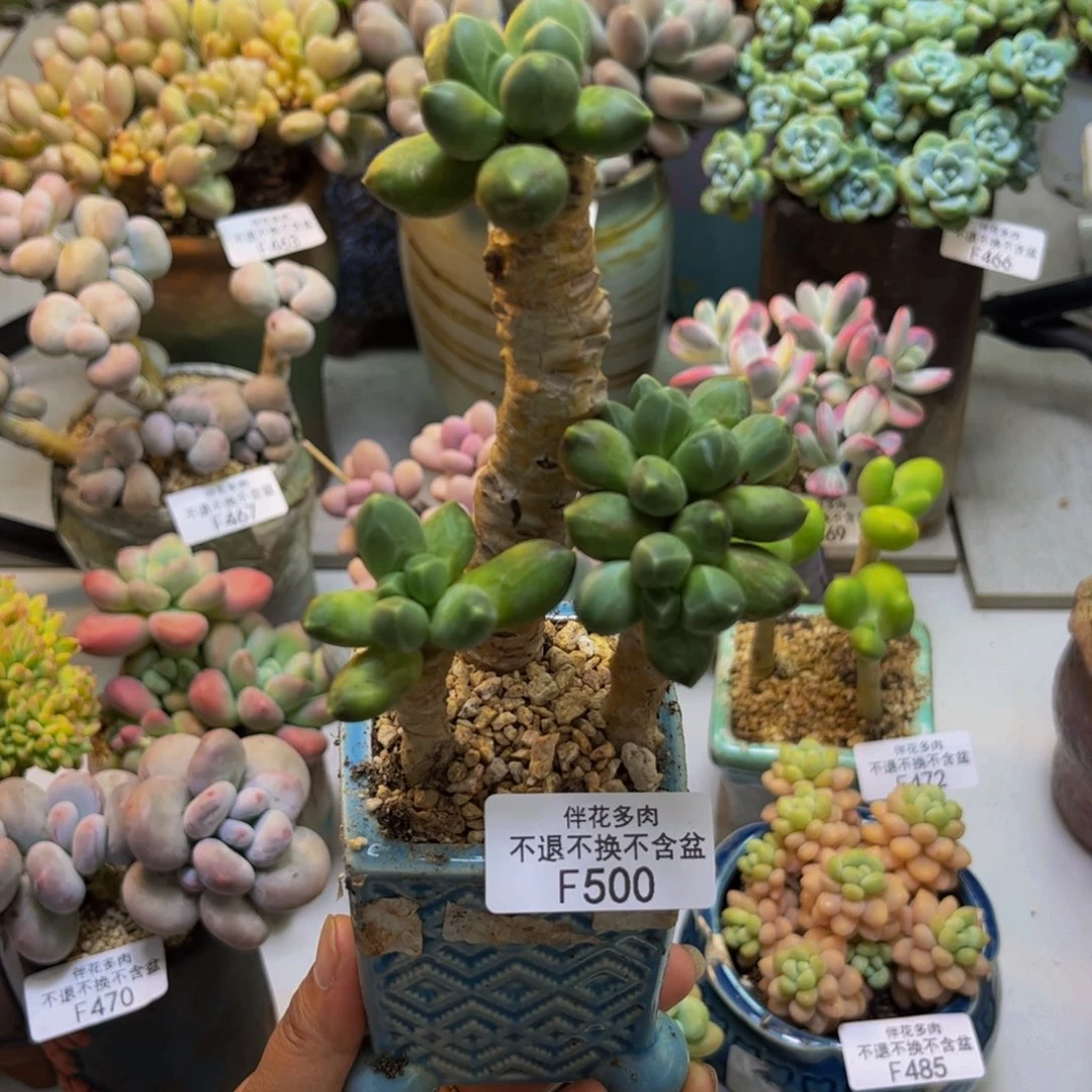 香蕉树500/7cm运输轻微掉叶