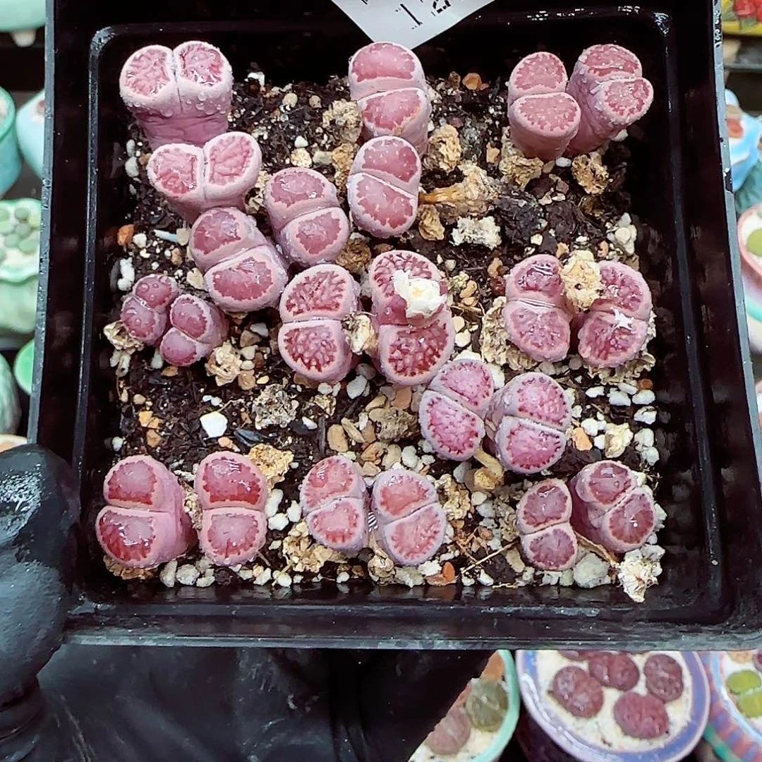 生石花满18包邮1211-32