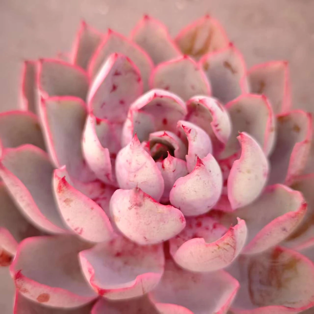 单头赫拉110＃LZ 拍一发二 精品多肉植物新手闭眼入阳台庭院一单