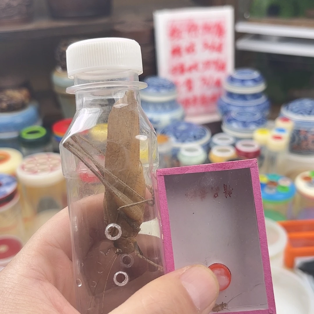 J***M一微瑕蛙纺一断须中黄