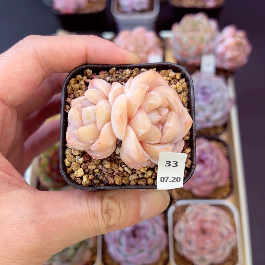 刚毅33、哈哈哈哈哈