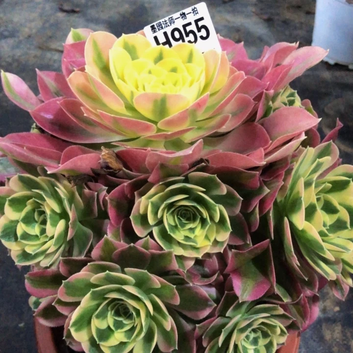 绿体女巫多肉95500000000