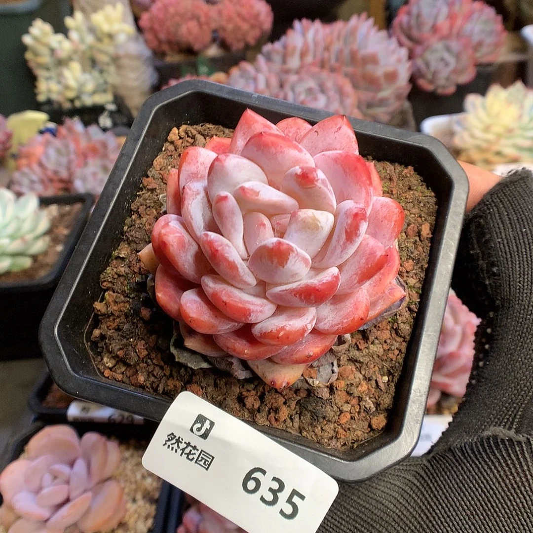 635雪天使多肉植物666