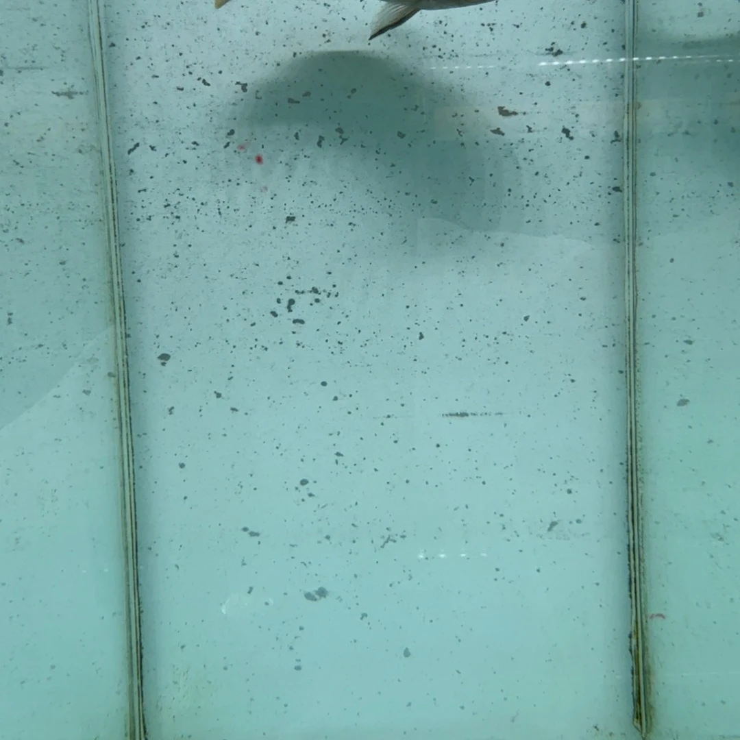 慈鲷1020蓬勃母。