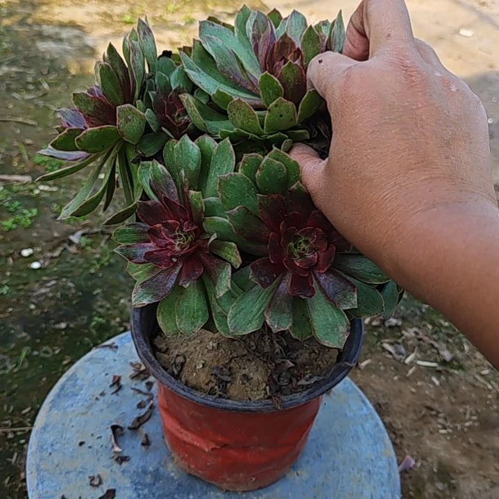 3763红丝绒法师多肉植物