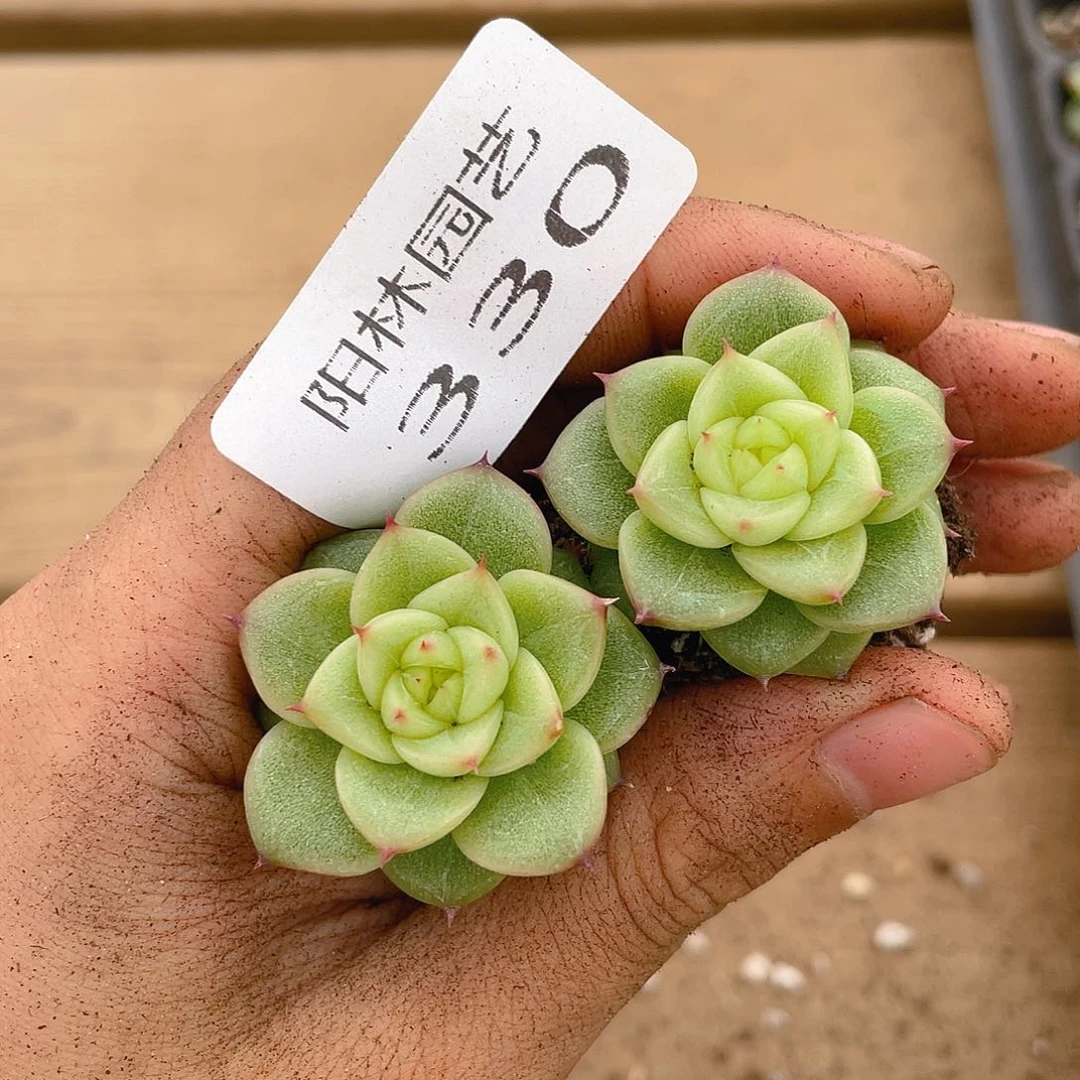 量拍多肉植物多肉植物330