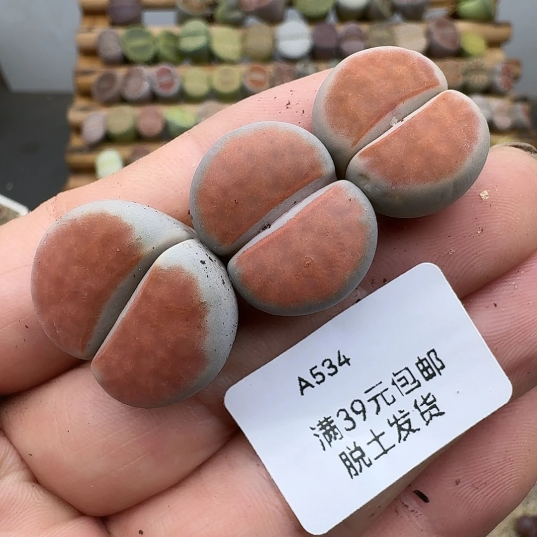 534多肉哈哈哈哈哈哈哈哈
