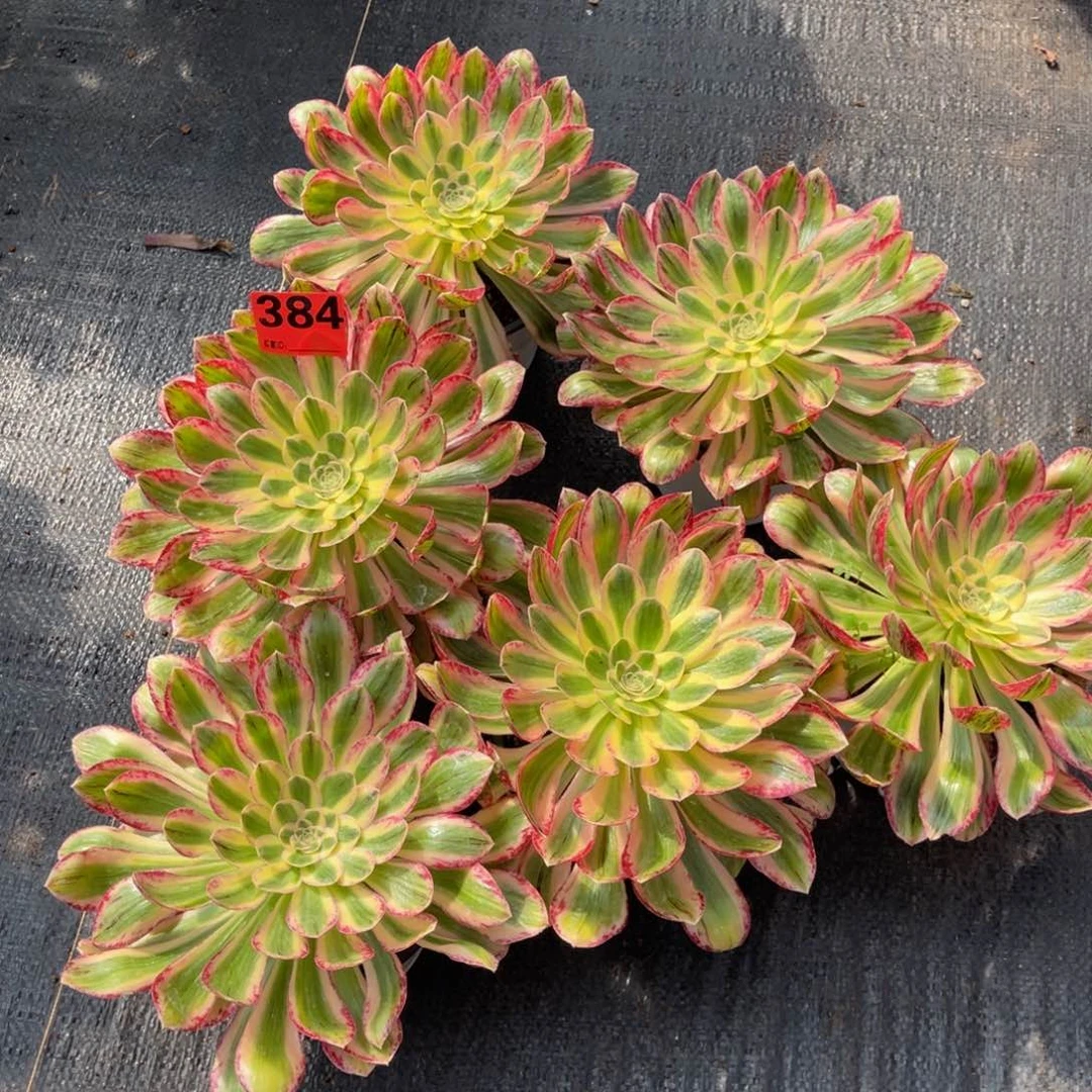 384多肉法师V锦优先