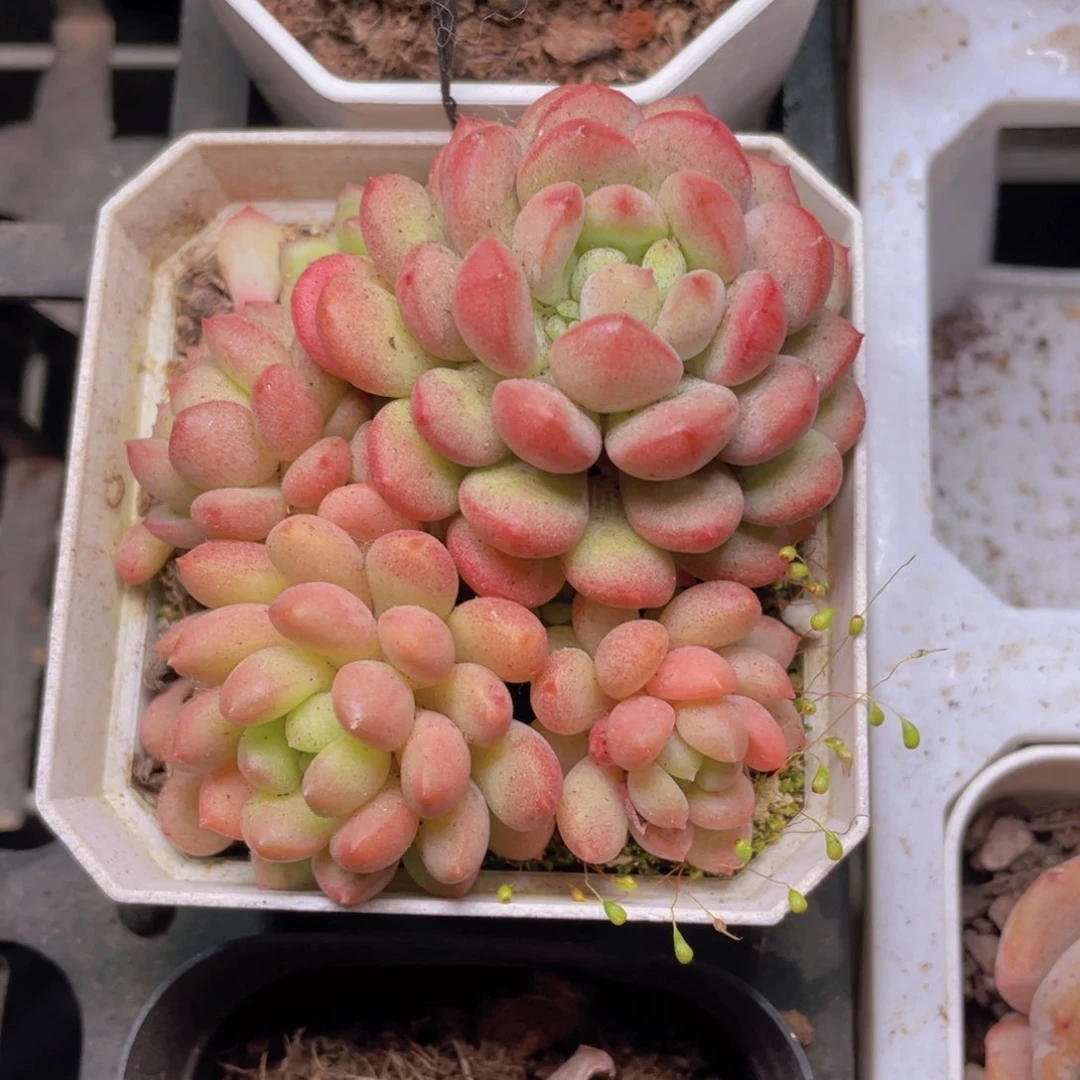 小红蛋多肉9.9包邮