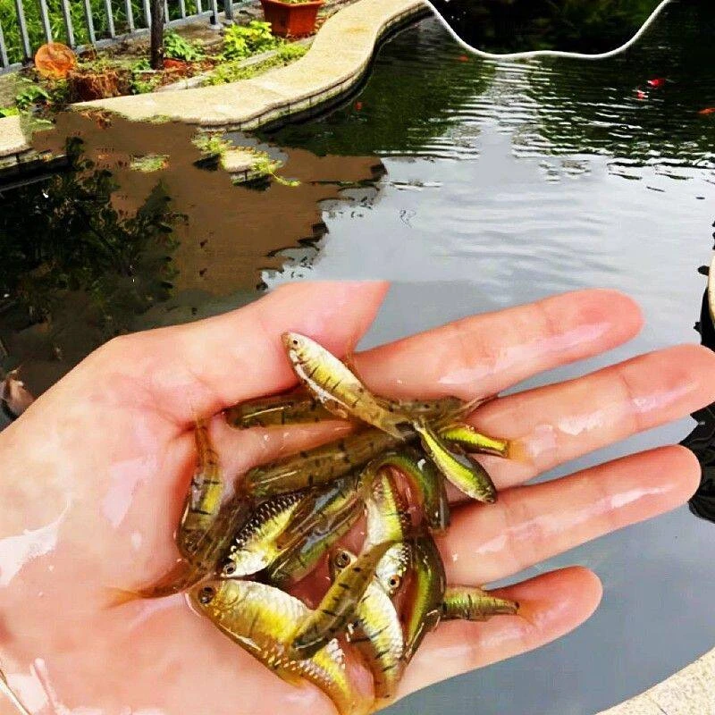 条纹小鲃冷水淡水原生鱼好养耐活清洁鱼缸观赏鱼