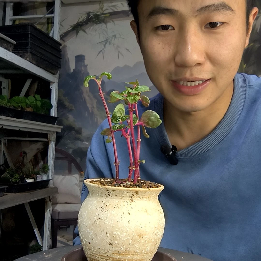 甲****子中青园艺一物一拍218