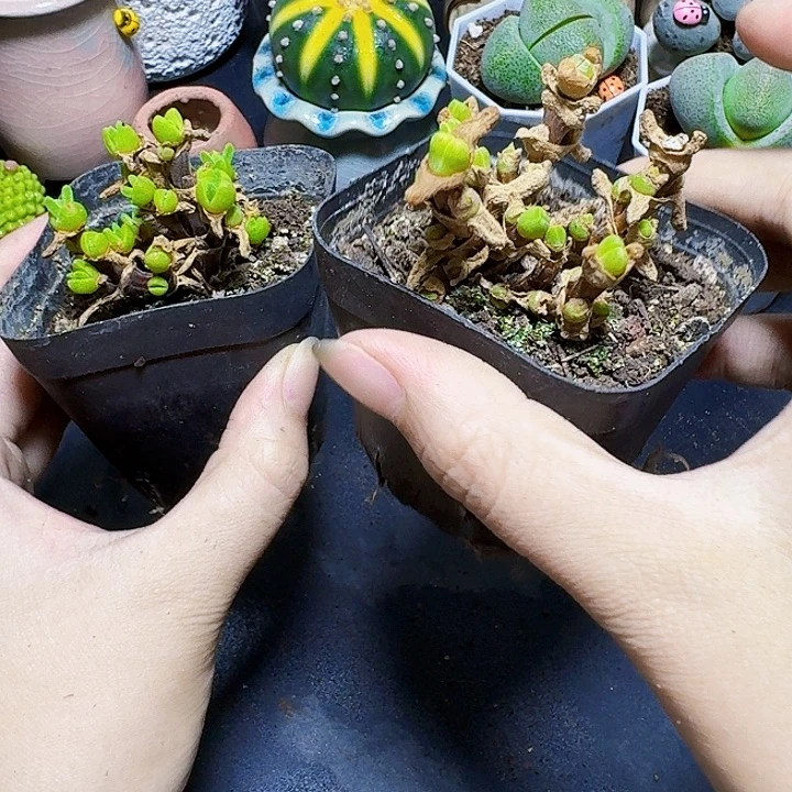 碧光环裸根一颗福利炸