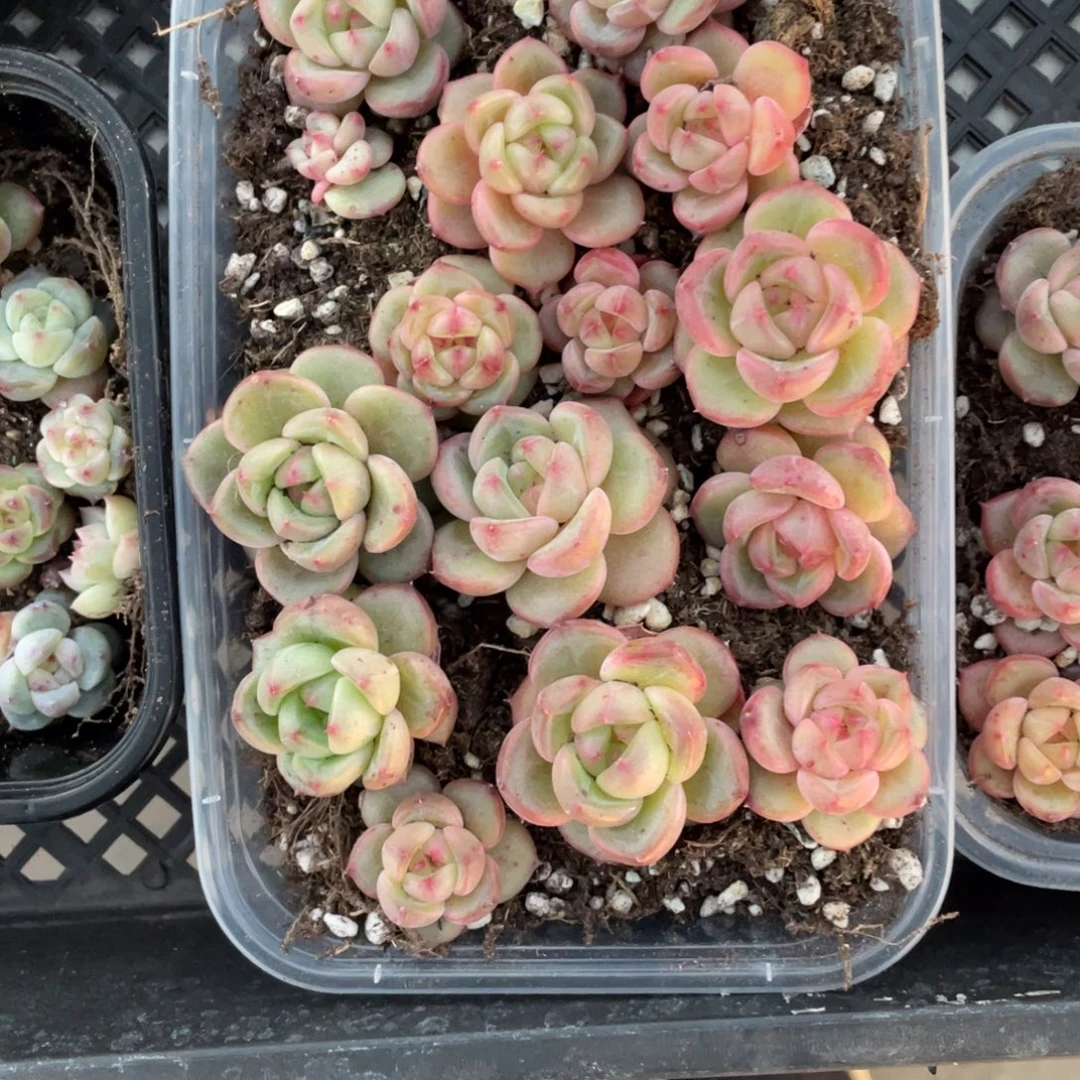 明***晴糕大上多肉植物400