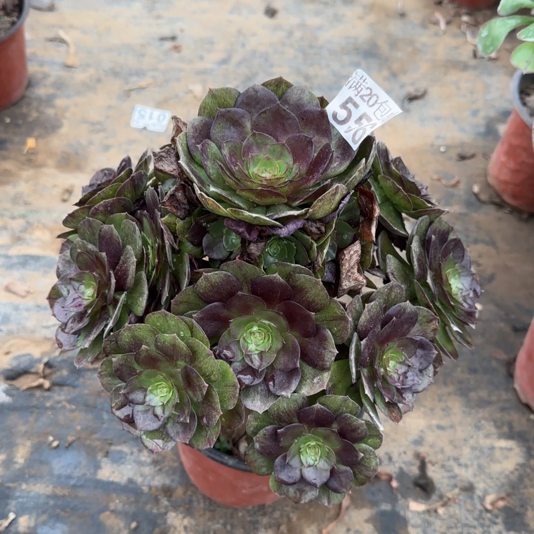 黑魔556满20包邮断枝不包