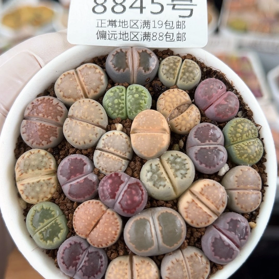 8845三年彩饼干25颗1.3cm左右