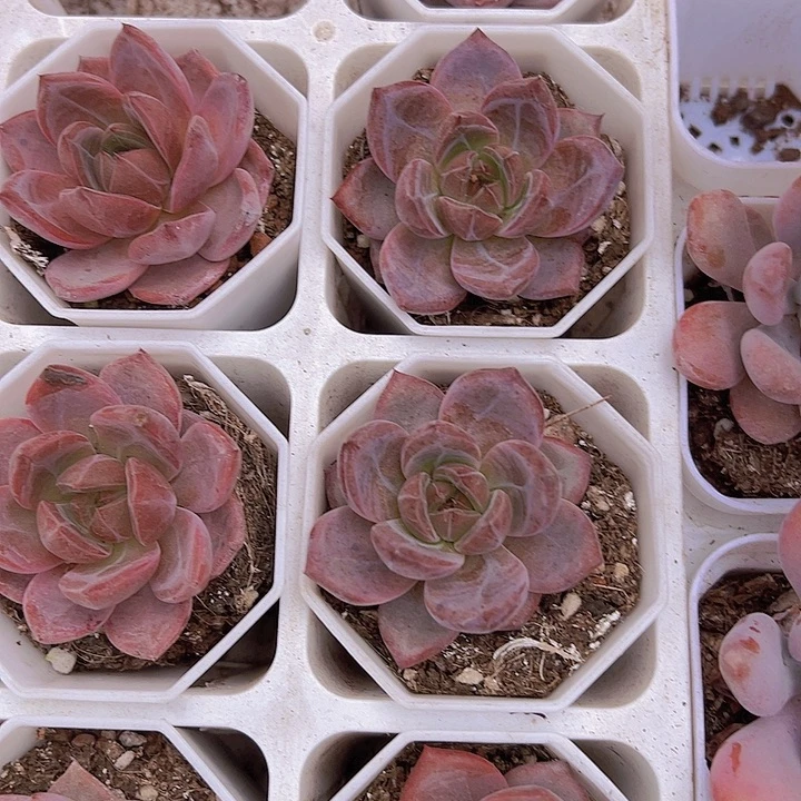 夜魔侠19包邮多肉植物