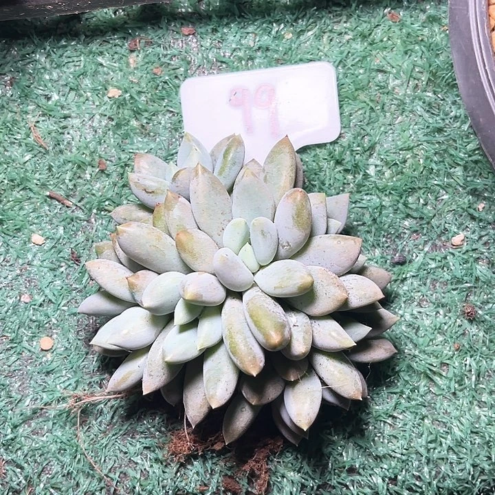 肉***肉哥特99号码牌子的话题