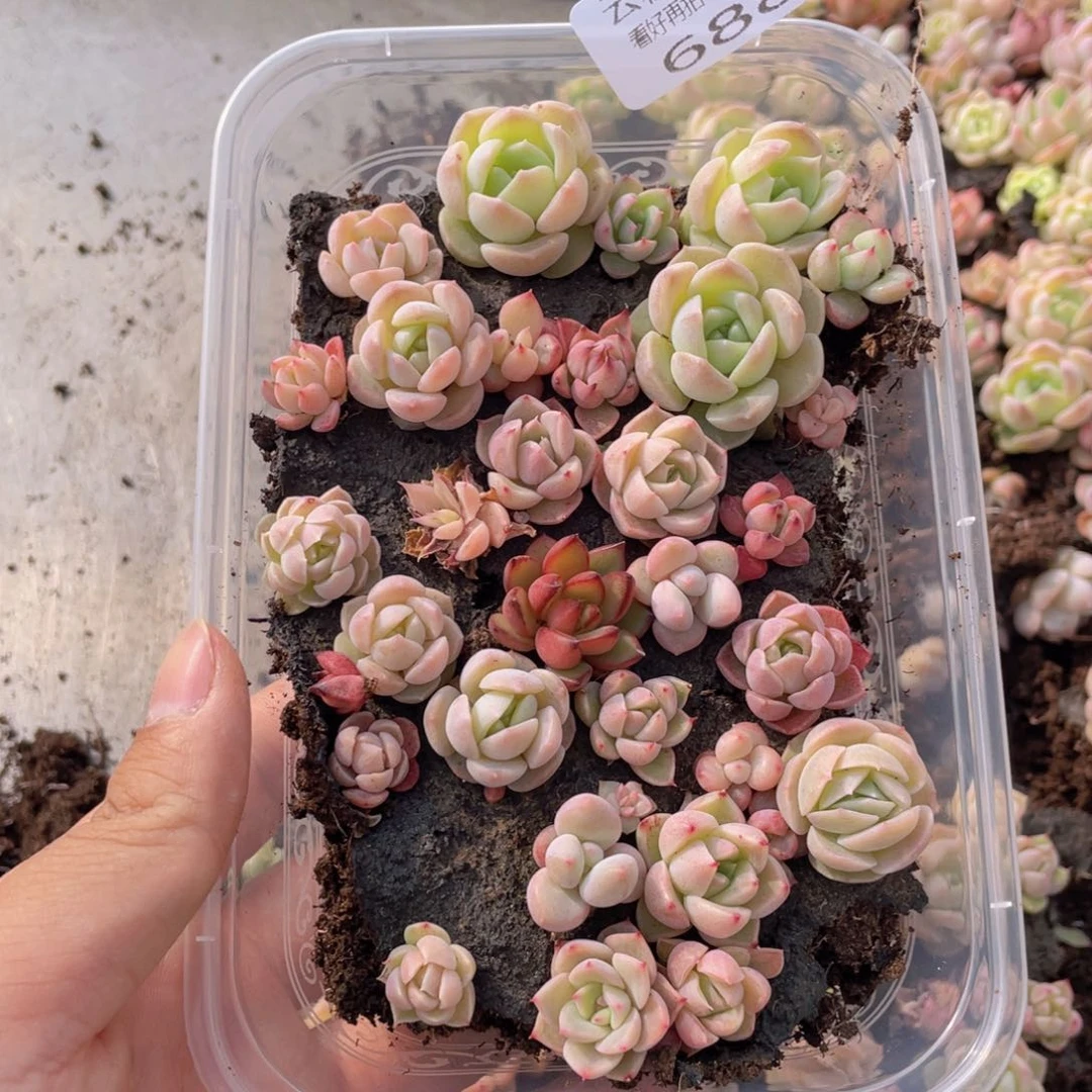 云糖心多肉植物688