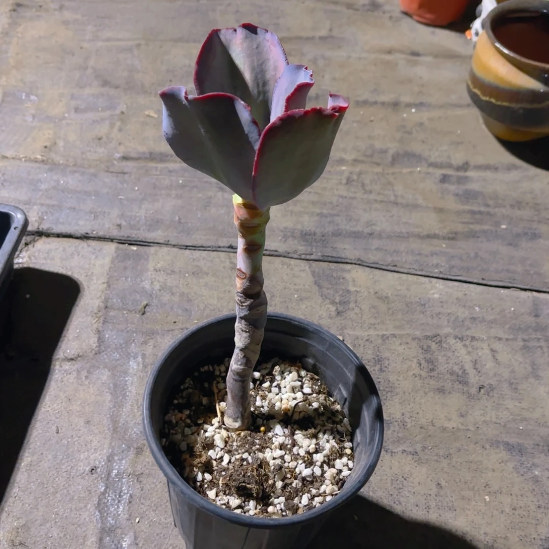 福利高杆包菜系列脱土