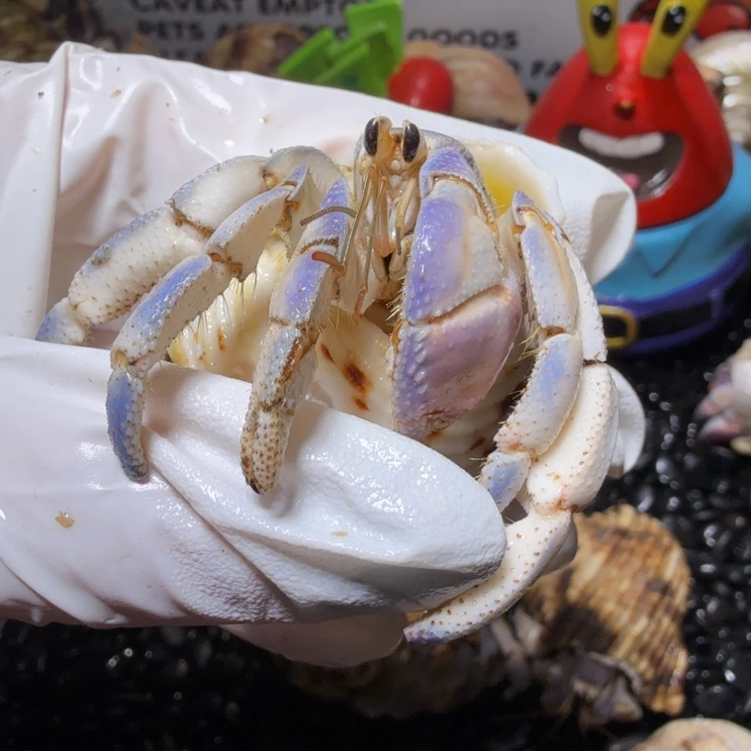 海水鱼特价 2.4奶白 微磨尖