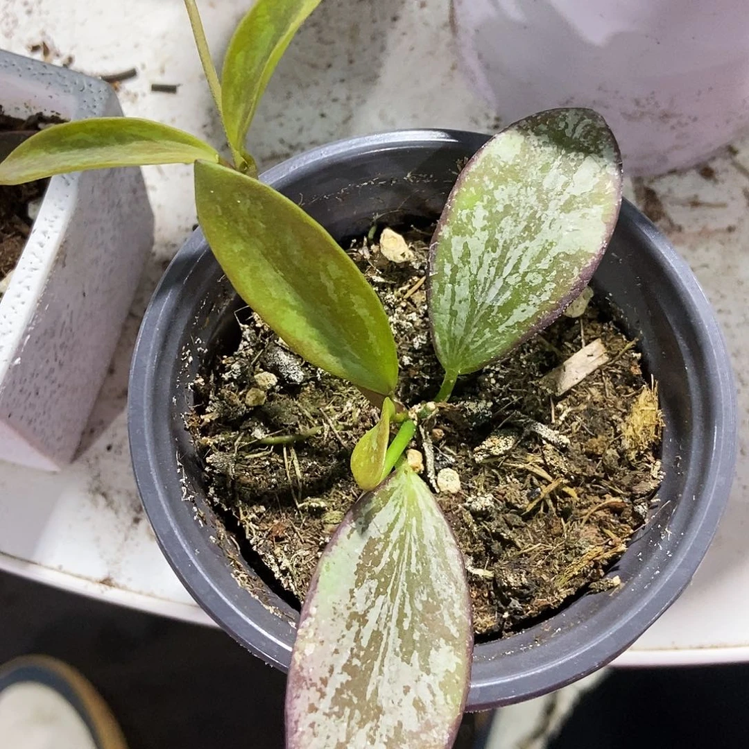 完全开放科琳娜球兰99