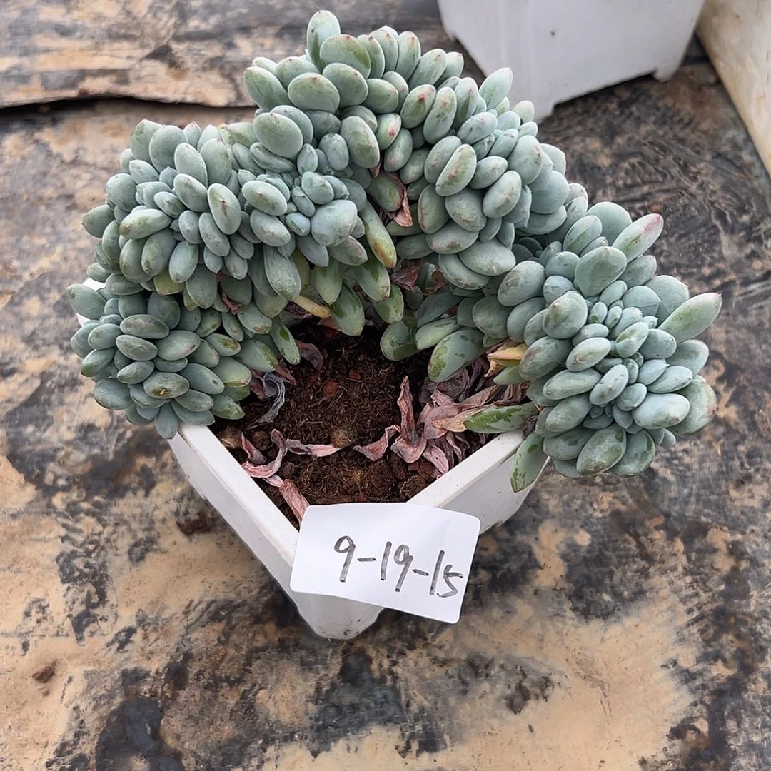 9-19-15香香雪多肉植物