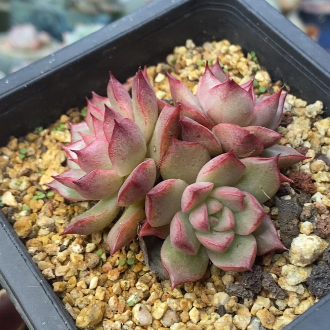 杂交三头群控养清棚