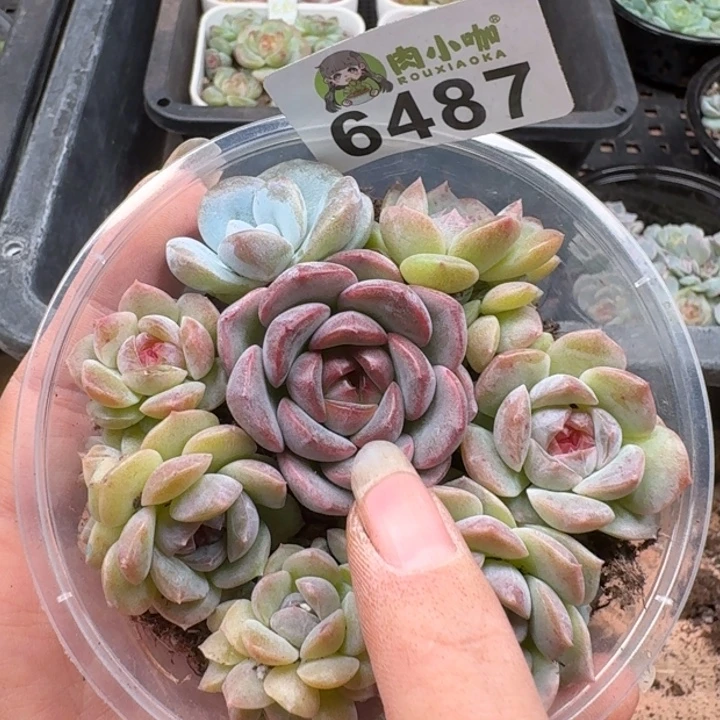 多肉植物多肉植物