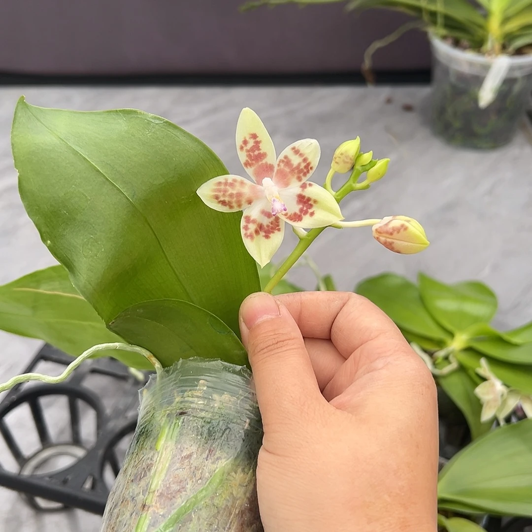 完全开放爪哇交咖啡盾2.5寸开花