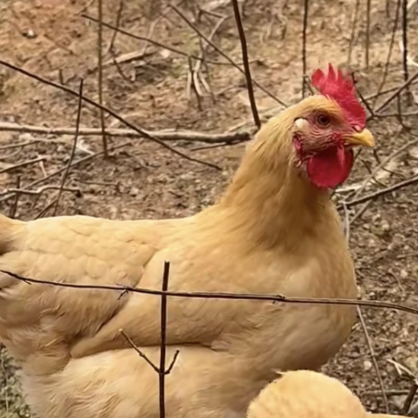 （宠物鸡）母鸡粮食喂养活鸡2只装