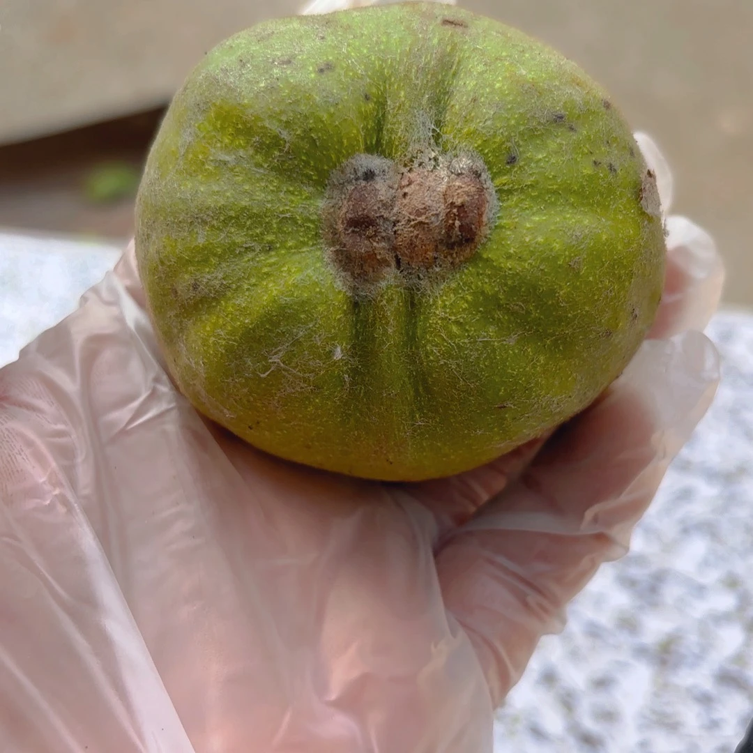 贵***司桃木蛤蟆青皮大个1