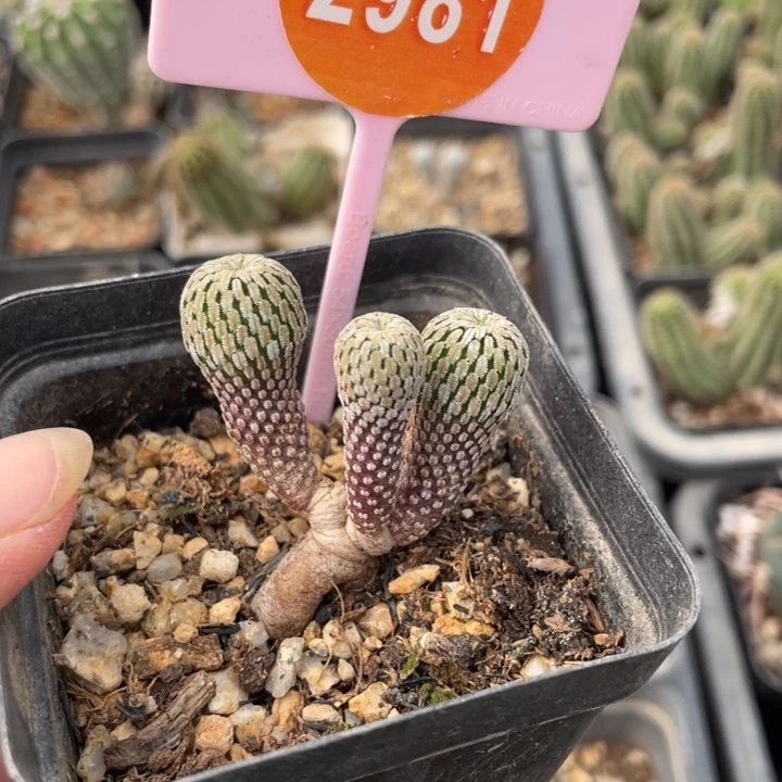 逍***游实生精巧殿2981-0000