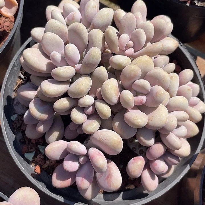 桃蛋老桩多肉植物