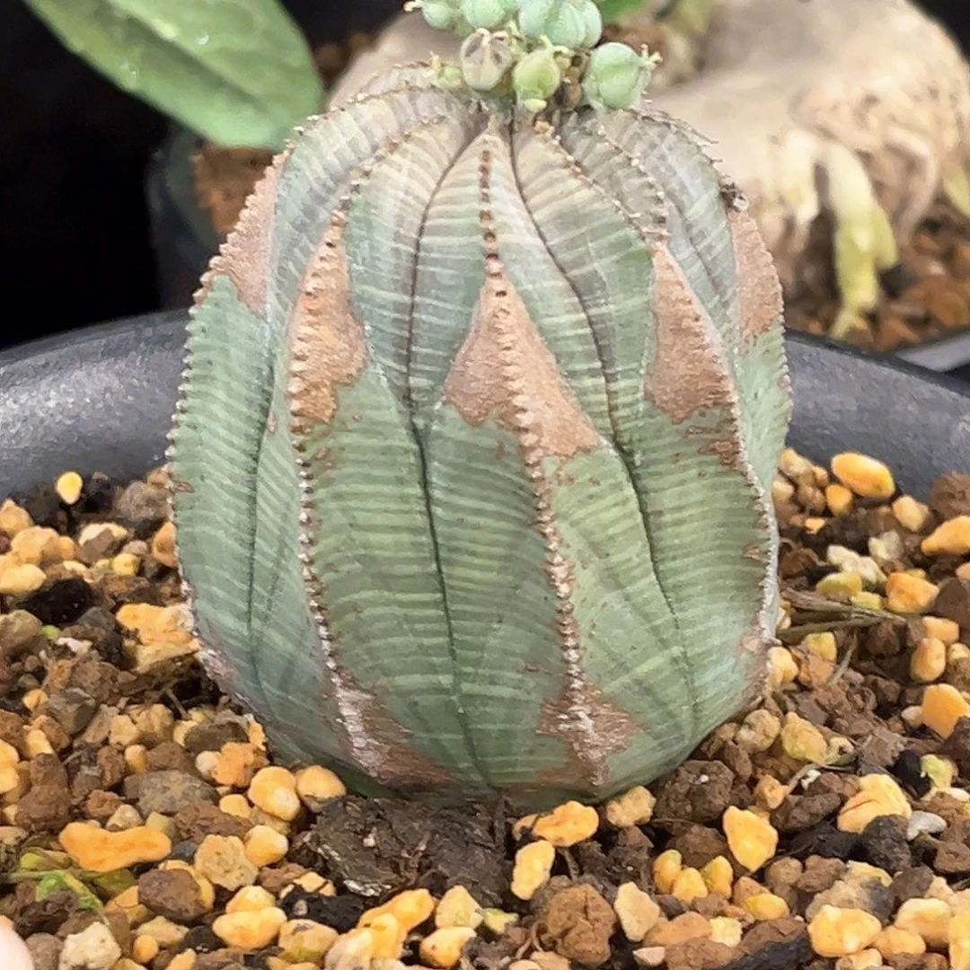 潮流植物优选布纹球，5.8公分